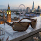Women's Sun Glasses